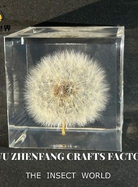 昆虫世界真实蒲公英标本摆件学校教学启蒙儿童科普网红盲盒跨境