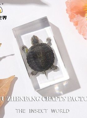 工艺品镇尺蝴蝶自然礼物新奇