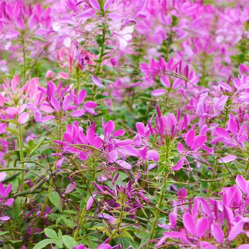 醉蝶花花种子易活春播景观园林花海种子易播种庭院室外观赏花籽子 - 图2