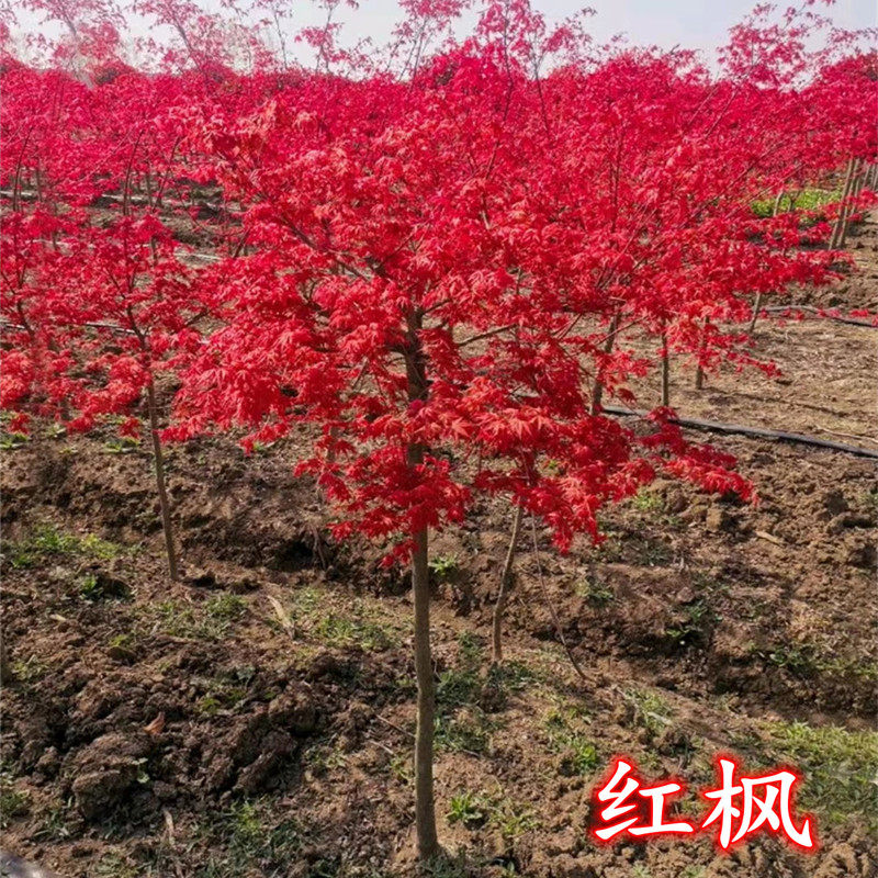 日本红枫树苗红舞姬三季红盆栽盆景庭院别墅道路绿化植物耐寒室外_虎窝淘