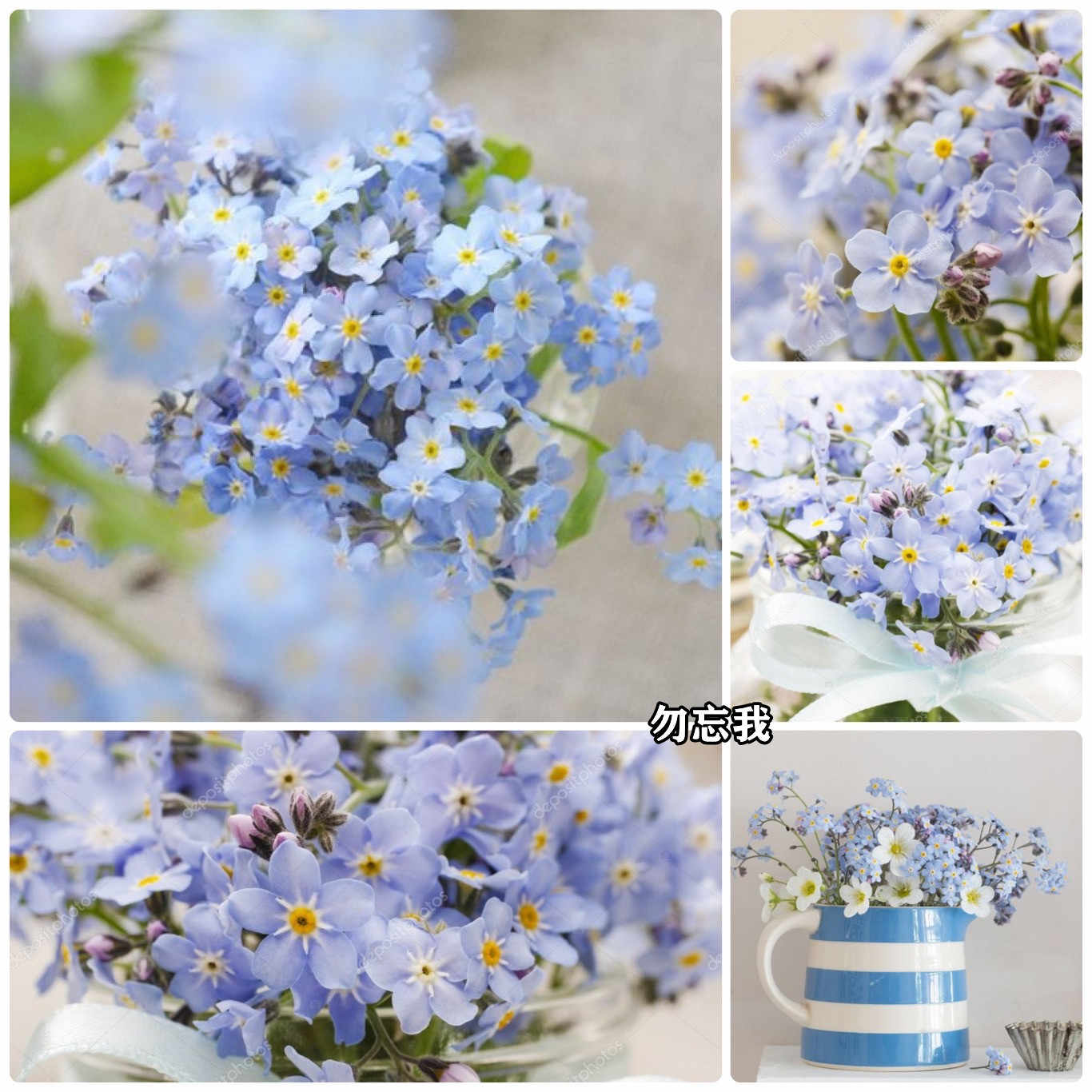 勿忘我盆栽花包邮 新人首单立减十元 22年9月 淘宝海外