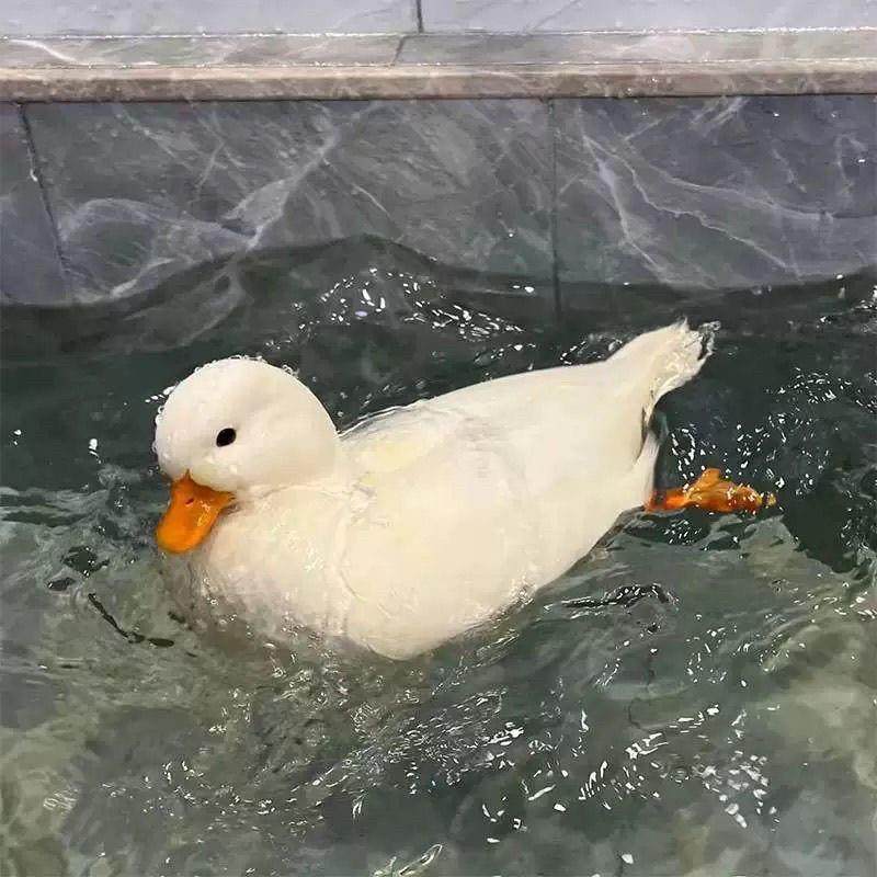 柯尔鸭S级赛级网红可达鸭青年成年宠物鸭活体萌宠幼崽正宗科尔鸭,淘宝优惠券,粉丝福利购,淘宝优惠卷