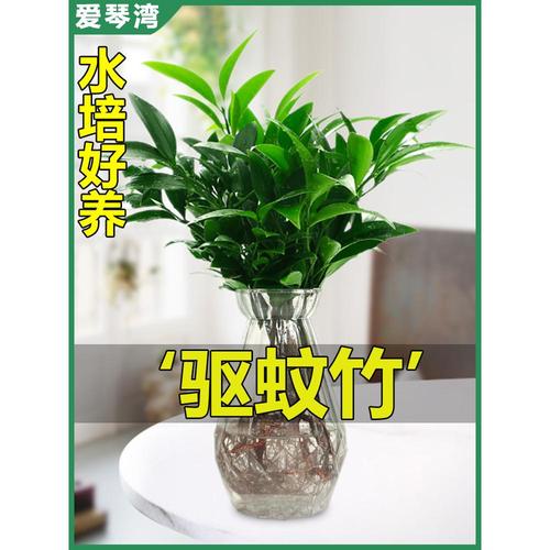 驱蚊竹柏水培室内花卉盆栽办公室桌面绿植四季常青吸甲醛净化空气