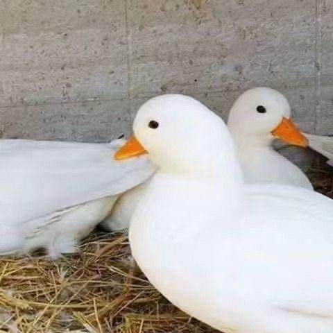 柯尔鸭S级赛级网红可达鸭青年成年宠物鸭活体萌宠幼崽正宗科尔鸭,淘宝优惠券,粉丝福利购,淘宝优惠卷