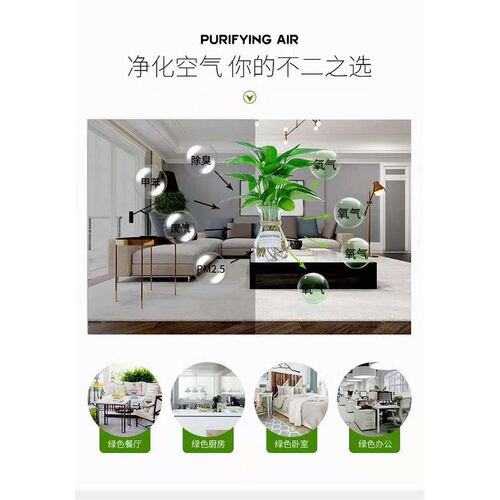 水培绿萝苗盆栽室内绿植长藤垂吊盆景净化空气吸甲桌面花卉植物 - 图2