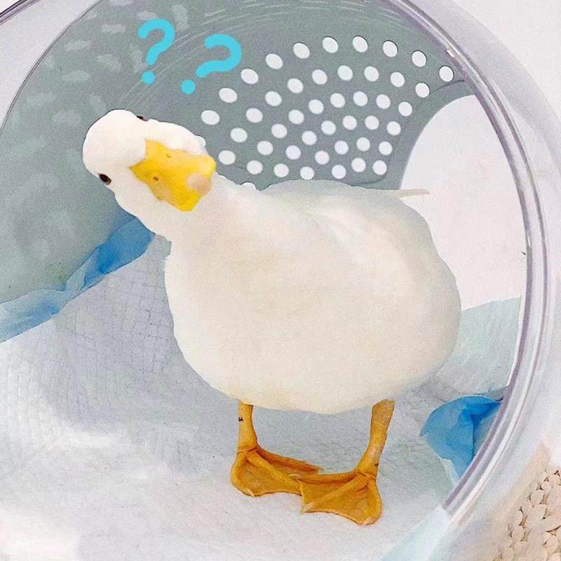 柯尔鸭活宠物网红柯尔鸭活物宠物观赏鸭纯种科尔可达小黄鸭子活体,淘宝优惠券,粉丝福利购,淘宝优惠卷