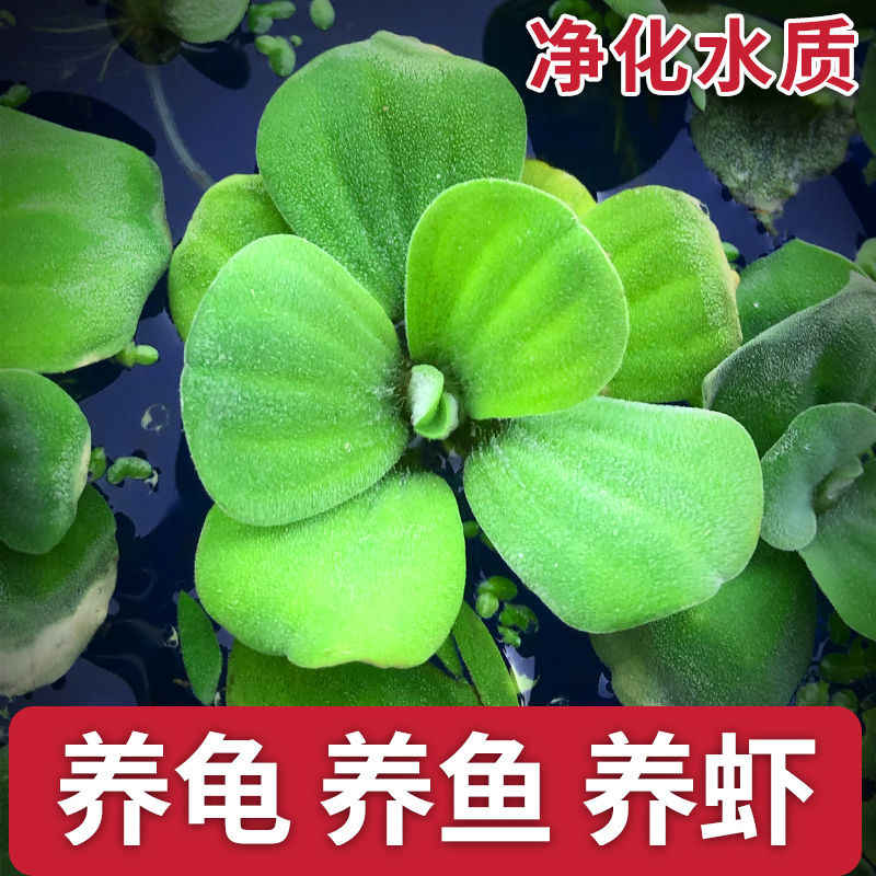 鱼缸浮草水草 新人首单立减十元 22年7月 淘宝海外