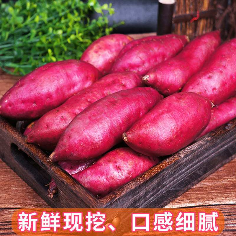 临安天目山小香薯正宗新鲜板栗红薯 喜思农场番薯