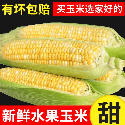 云南金银水果玉米9斤新鲜生吃苞谷米甜糯玉米棒子现摘整箱装蔬菜 - 图3