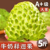 Fresh pineapple Sakigo 5 catties should season fruit now off milk Grand-purpose lychee Buddha head Monifruit whole box