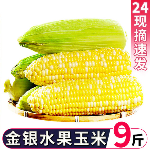 云南金银水果玉米9斤新鲜生吃苞谷米甜糯玉米棒子现摘整箱装蔬菜 - 图2