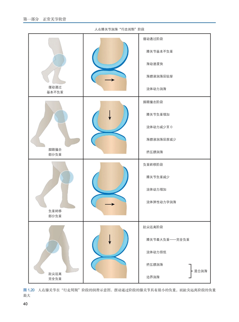 正版现货 膝关节软骨 于腾波 余家阔 李海峰 等译 矫形外科学 运动医学 关节软骨专业参考书 辽宁科学技术出版社9787559132093 - 图3