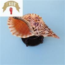 World Famous Snails Four Great Names Snails Great Snail Tail Snail Q Shell Collection Home Swing