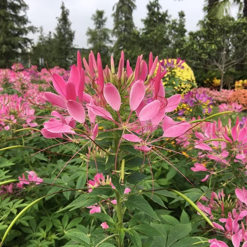 醉蝶花花种子易活春播景观园林花海种子易播种庭院室外观赏花籽子 - 图0