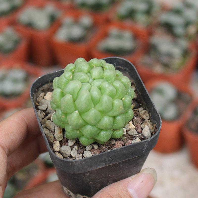 泰菊莲稀有仙人球菠萝释迦无刺美观仙人柱多肉办公室防辐射小盆栽