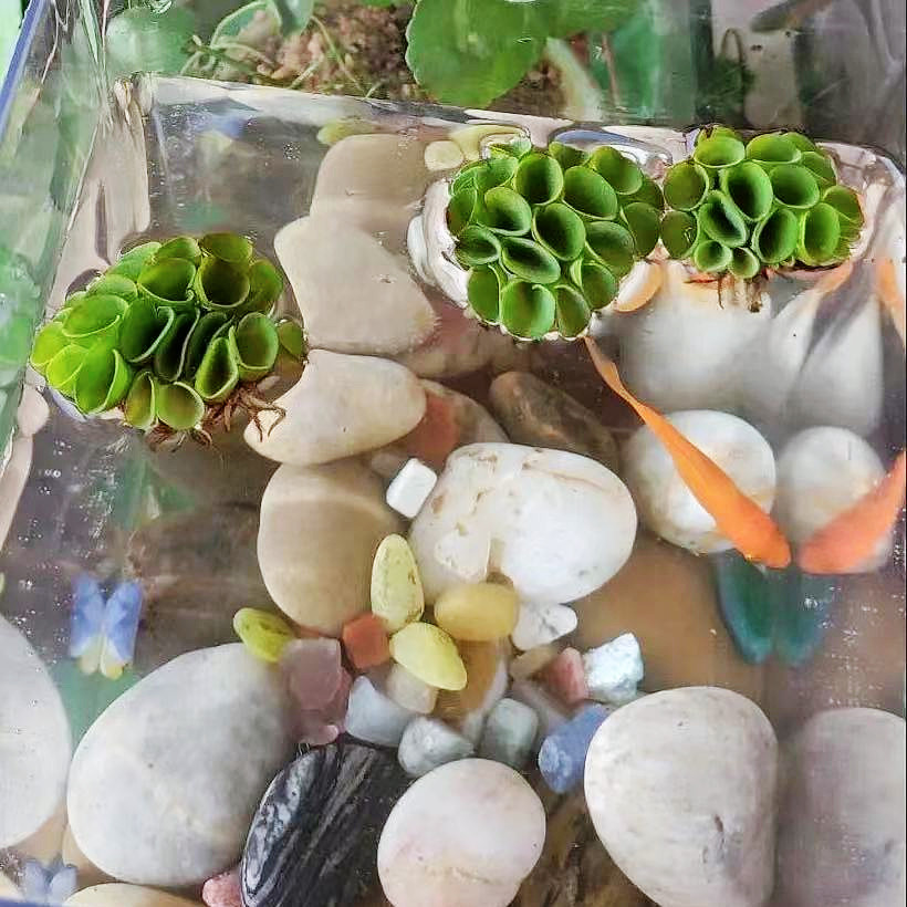 肚兜萍鱼缸浮萍水草养鱼养龟虾净化水质浮草水生植物水族箱造景 捷德澳特水族用品店 淘优券