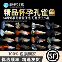 Peacock fish gestation mother of pure breed small tropical ornamental fish Miao large belly pregnant cub with wild and anchovies