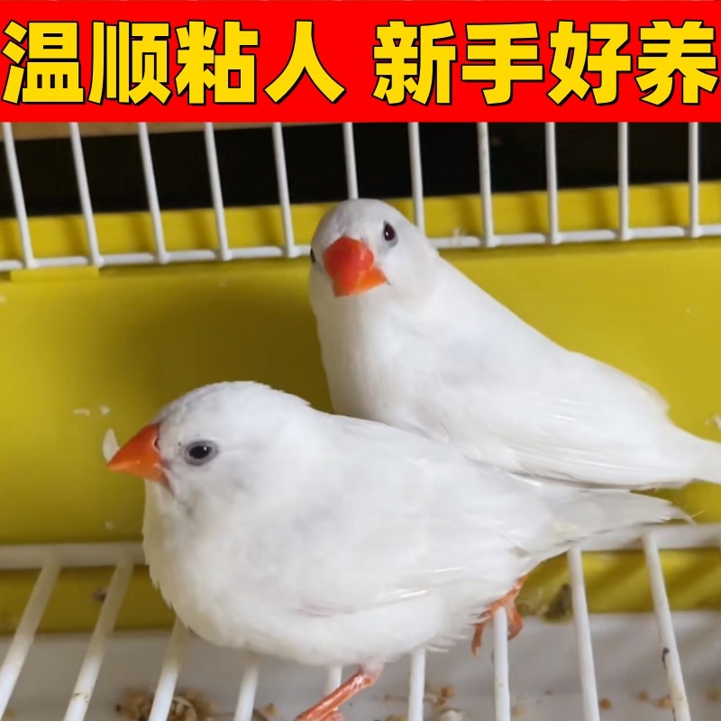 珍珠鸟宠物活物斑胸草雀灰白珍珠活鸟萌宠物鸟一对小鸟活,淘宝优惠券,粉丝福利购,淘宝优惠卷