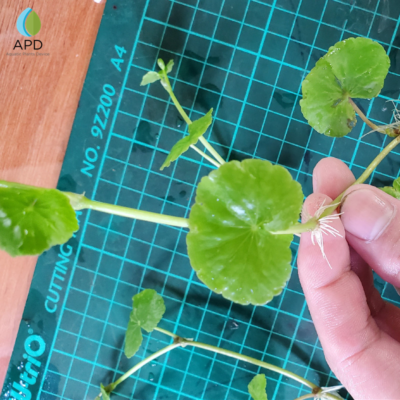 ADA香香草草缸前中后景造景水草鱼缸雨林水陆带根活体植物无需CO2 - 图2