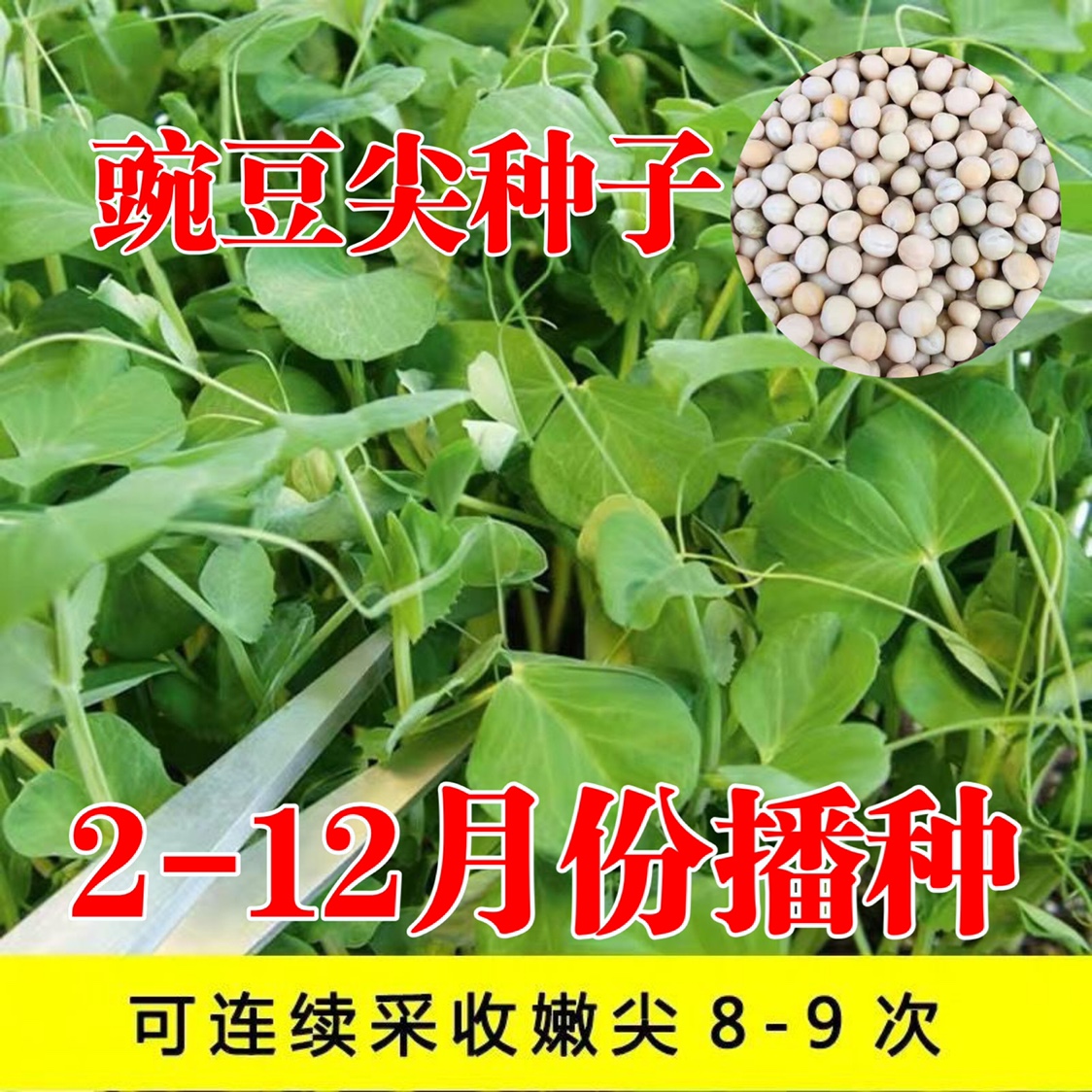 豌豆尖种子早熟高产多次采收豌豆苗豆芽菜种盆栽水培易种蔬菜种子 - 图1