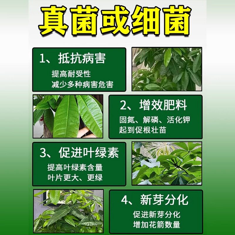 发财树专用营养液叶子发黄掉叶黄叶枯叶烂根肥料抑菌剂白斑杀虫剂,淘宝优惠券,粉丝福利购,淘宝优惠卷