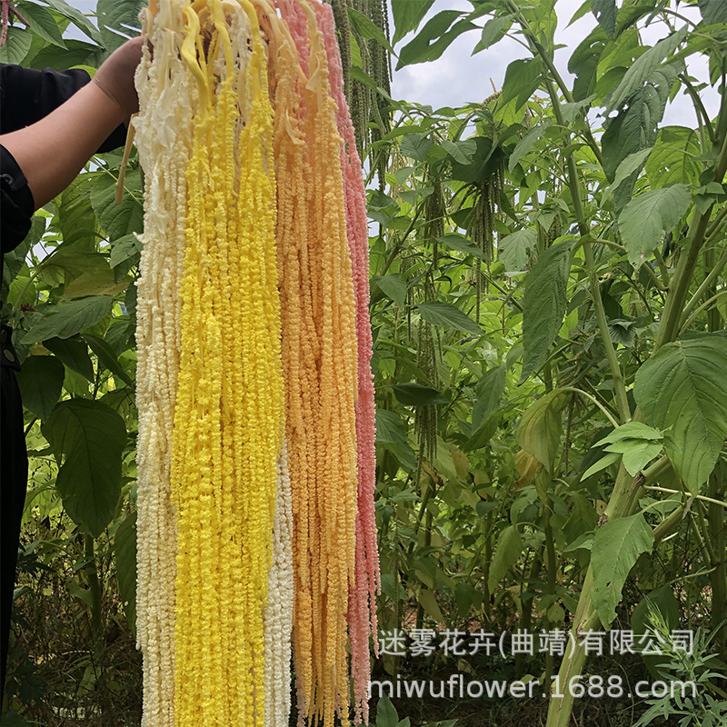 永生花吊米柔丽丝情人泪长穗花干花精品酒店婚礼装饰花影楼悬挂花 - 图1