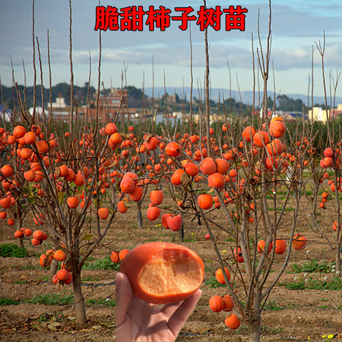 特大脆甜柿子树果苗庭院果树盆栽地栽火晶太秋南北方种植柿子苗树 - 图0
