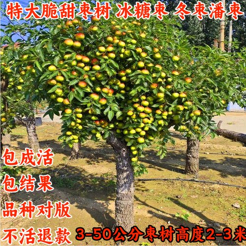 枣树活苗大枣超甜特大庭院果树冰糖冬枣潘枣树南方北方种植枣树苗 - 图0