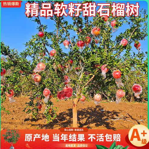 石榴树树苗庭院果树特大突尼斯软籽无籽盆栽地栽带土老庄石榴树苗 - 图0