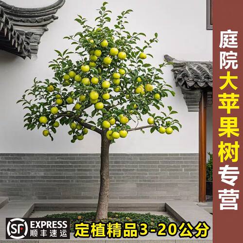 特大苹果树果苗冰糖心红富士花牛庭院果树苗北方南方种植苹果树苗 - 图1
