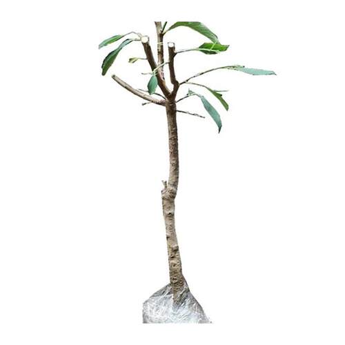 西梅树树苗特大庭院果树果苗盆栽地载南北方种植西梅苗树带土发货 - 图3