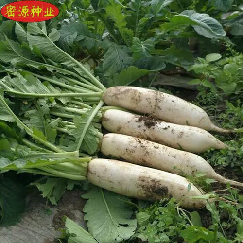 马耳早萝卜种子白萝卜菜籽冬瓜卜秋冬四季播早熟农家大田蔬菜种孑 - 图1