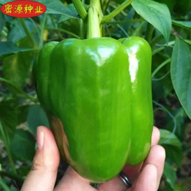 厚肉甜椒种子厚肉灯笼青椒辣椒菜椒籽种苗高产春秋季农家蔬菜种孑,淘宝优惠券,粉丝福利购,淘宝优惠卷