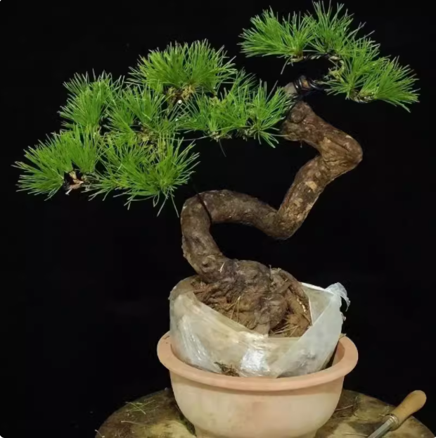 盆景造型五针松大阪松一物一拍四季常青盆栽,淘宝优惠券,粉丝福利购,淘宝优惠卷