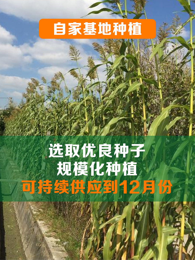 崇明甜芦粟,芦稷,南通_大山谷图库