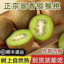 Shaanxi Week to Cuicange Exotic Fruits Authentic Fresh Fruits When Season Whole Boxes Kiwi Fruit Should Season The Season of the Golden Monkey Peach Pure