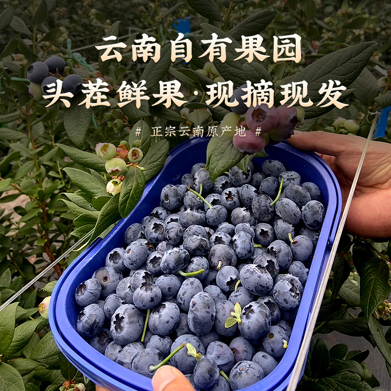 云南蓝莓鲜果特大礼盒高山新鲜水果应当季整箱5斤一颗蓝梅超-图3