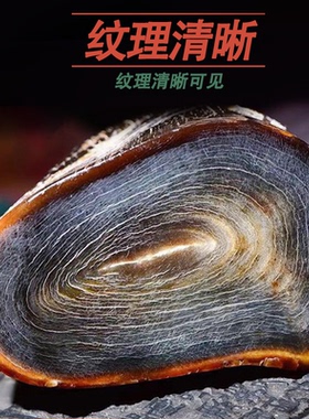 保真天然披毛犀整角装饰品