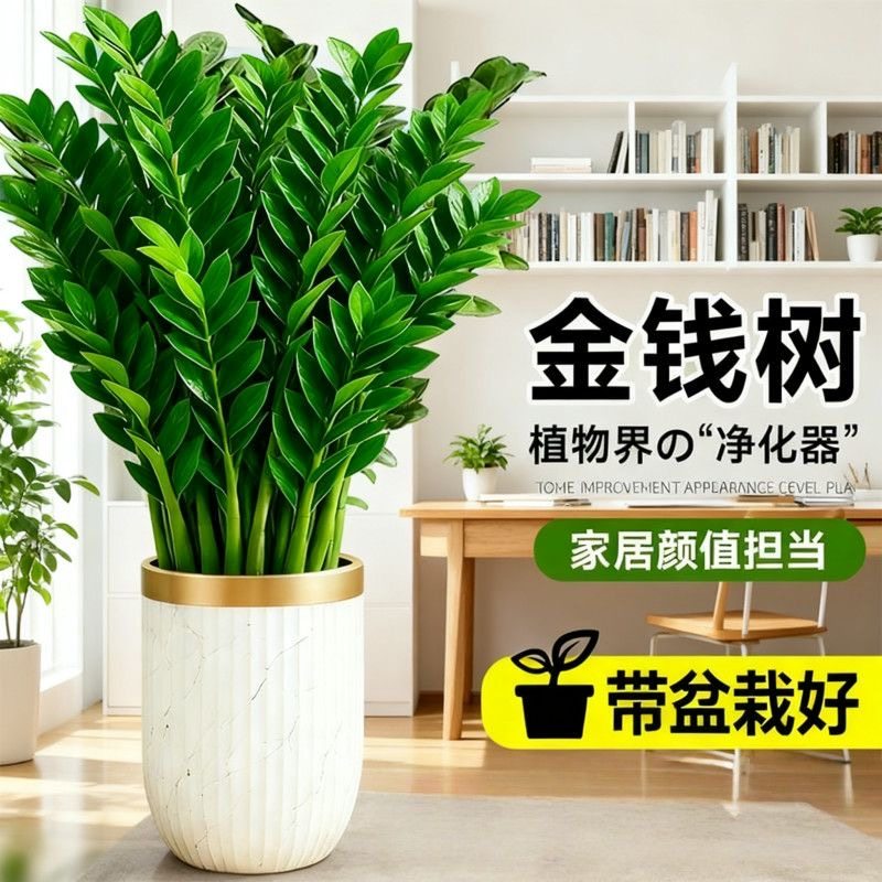 金钱树盆栽植物室内大绿植钱串子招财客厅四季常青发财树净化空气,淘宝优惠券,粉丝福利购,淘宝优惠卷