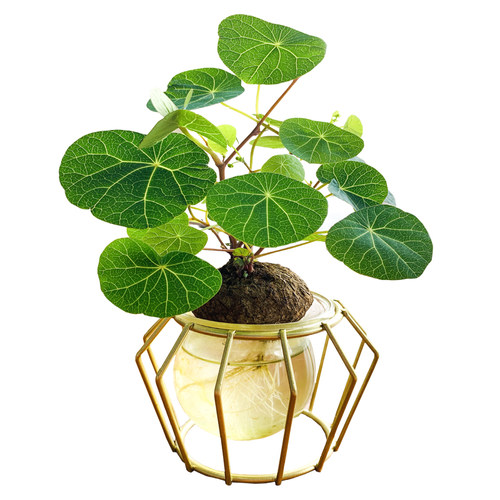 精选山乌龟爬藤植物金不换地不容红藤圆叶盆景水培千金藤多肉盆栽 - 图3