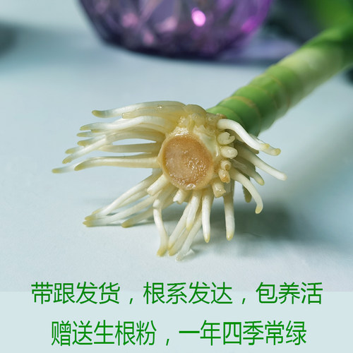观音竹水培植物带根富贵竹子绿萝发财树绿植室内盆栽客厅好养四季 - 图2