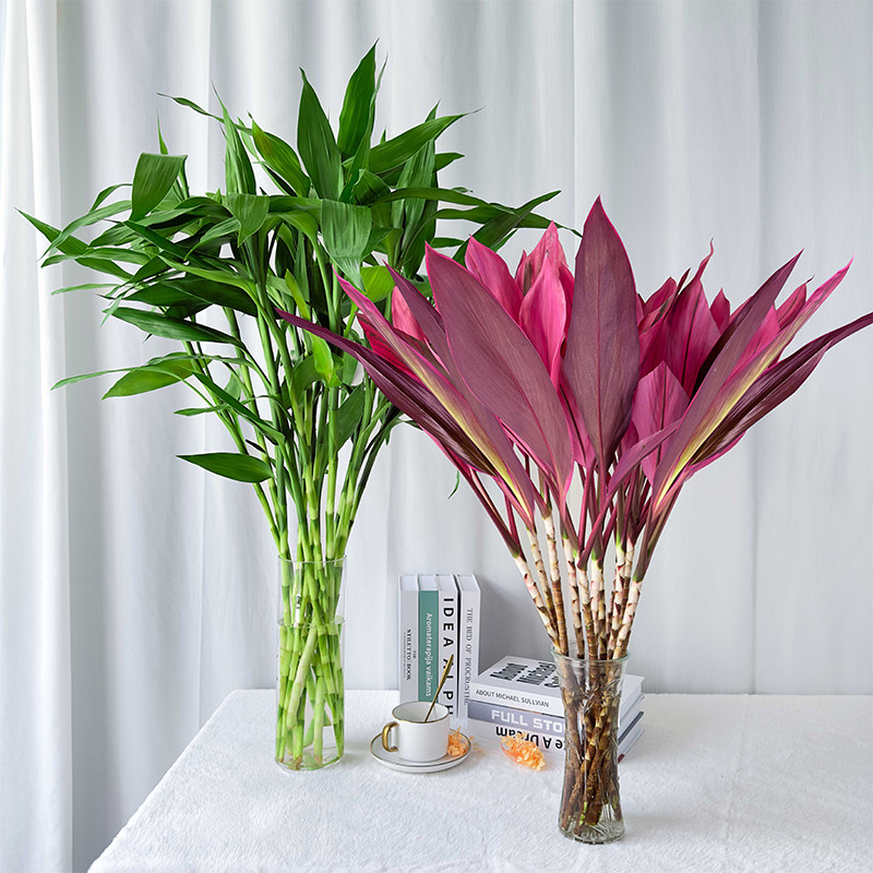 富贵竹水培植物客厅招发财竹子鸿运竹绿植盆栽花卉植物室内花紫竹,淘宝优惠券,粉丝福利购,淘宝优惠卷