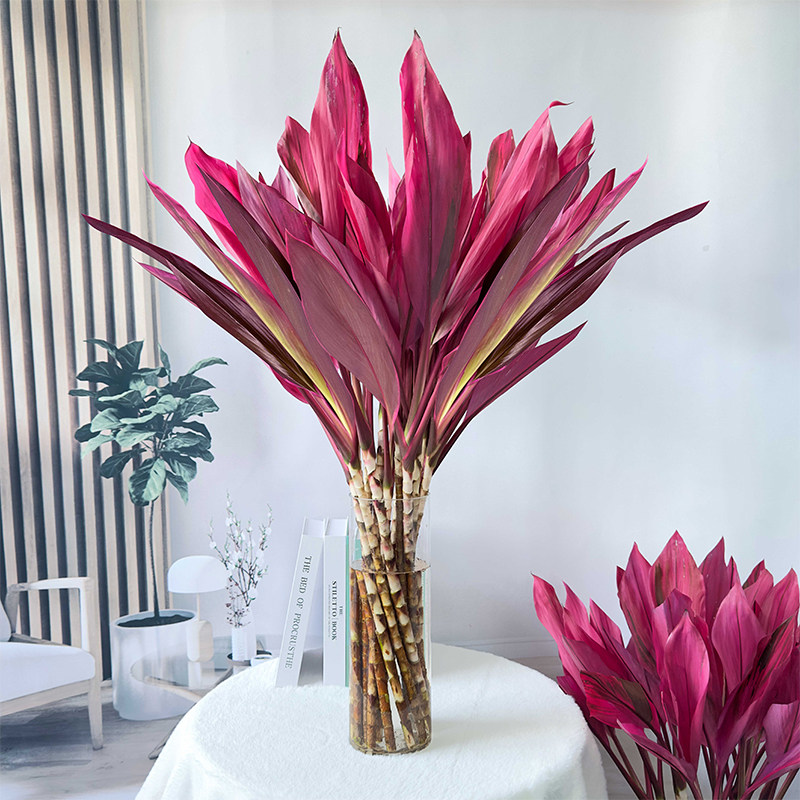 富贵竹水培植物客厅招发财竹子鸿运竹绿植盆栽花卉植物室内花紫竹,淘宝优惠券,粉丝福利购,淘宝优惠卷