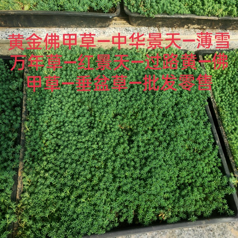 姬岩垂草匍匐地被植物花期长耐踩踏耐寒佛甲草中华景天庭院绿化苗 - 图3