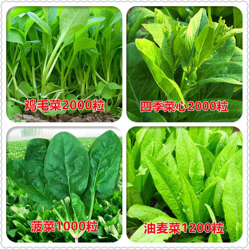 蔬菜种子菜种籽原装四季播原装彩包育种香菜小葱白菜菠菜大全 - 图2