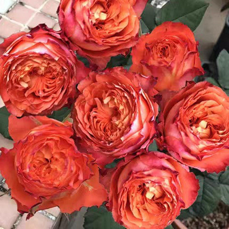 橙色浪漫多季开花勤花大花浓香型玫瑰月季花苗盆栽庭院阳台楼顶花,淘宝优惠券,粉丝福利购,淘宝优惠卷