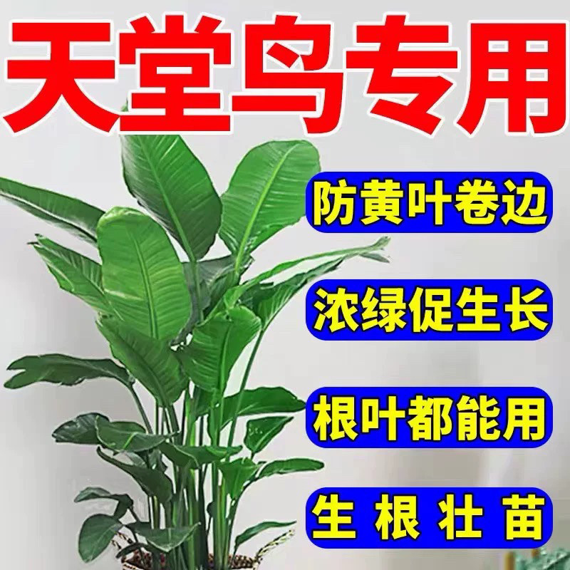 天堂鸟专用肥料黄叶卷边出油营养液叶子发黄家用室内盆栽植物花肥