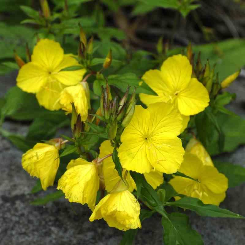 夜来香种子多年生黄庭院花月见夏秋播开花春秋阳台草籽耐寒盆栽 - 图1