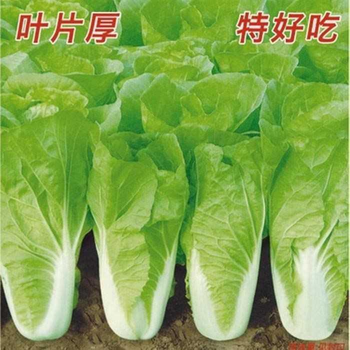 成熟20一送天二四买季速生抗病耐热耐湿小白菜种子快菜种子蔬菜种 - 图1