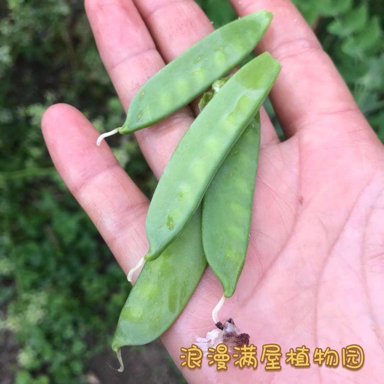 传统农家土菜种子豌豆豌豆吃荚吃豆吃尖非转基因可留种50粒 - 图0